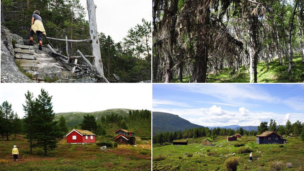 ÅRDAL: Turen byr på flott og variert Vestlandsnatur.