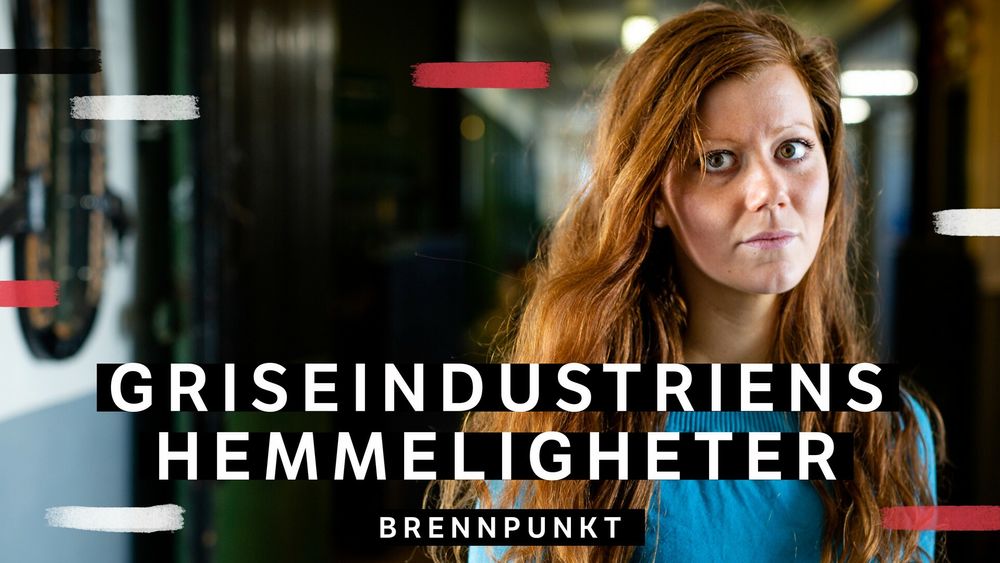 NRK Brennpunkts dokumentar «Griseindustriens hemmeligheter».