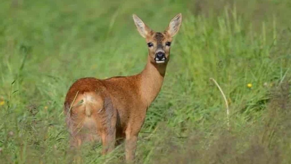 SKADA: Det er ikkje mange rådyr i Fjærland, men folk i Supphelledalen hadde sett "Bambi" frå august i år.