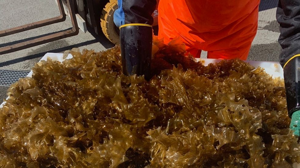 MOGLEGHEITER: Norsk Tang AS meiner det er ei rekkje moglegheiter med produksjon av tang og tare og ser på korleis produktet kan utviklast og seljast.