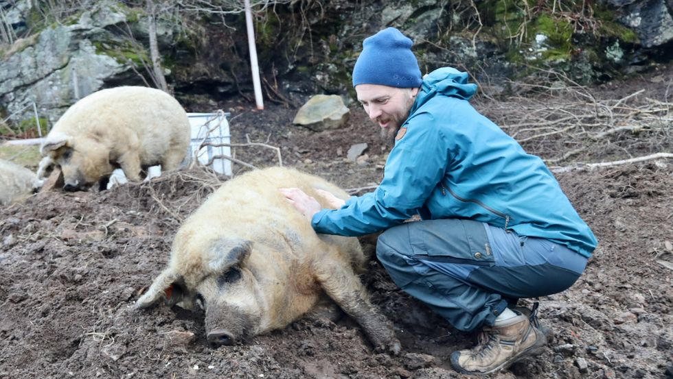 KOS: Ullgrisane til Knut Håvard Brosvik (33) er glade i merksemd og kos. Dei lever utandørs og har hytter dei kan gå inn i for ly.