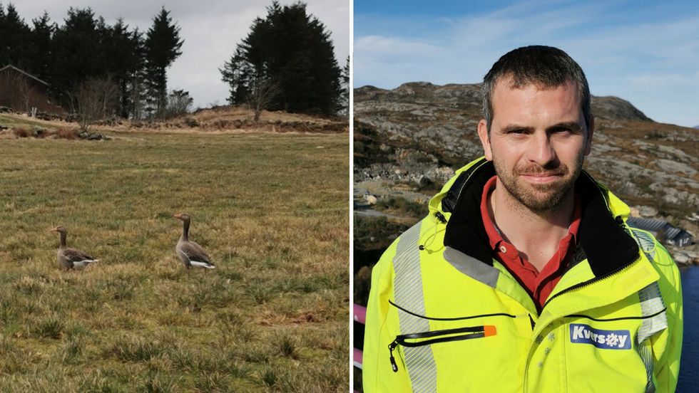KONFLIKT: Bonde Frode Kversøy seier at han ikkje ønskjer å måtte skyte grågjæser, men ser inga anna reell løysing på problemet. Dyrenes Rett er ikkje samde.