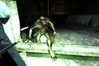 S.T.A.L.K.E.R: Shadow of Chernobyl