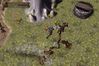 Baldur's Gate: Dark Alliance II