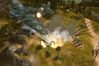 Codename: Panzers