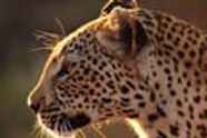 Leopard-safari fra Apple