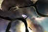 Eve Online: The Second Genesis