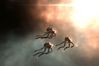 Eve Online: The Second Genesis