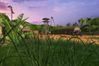 Far Cry