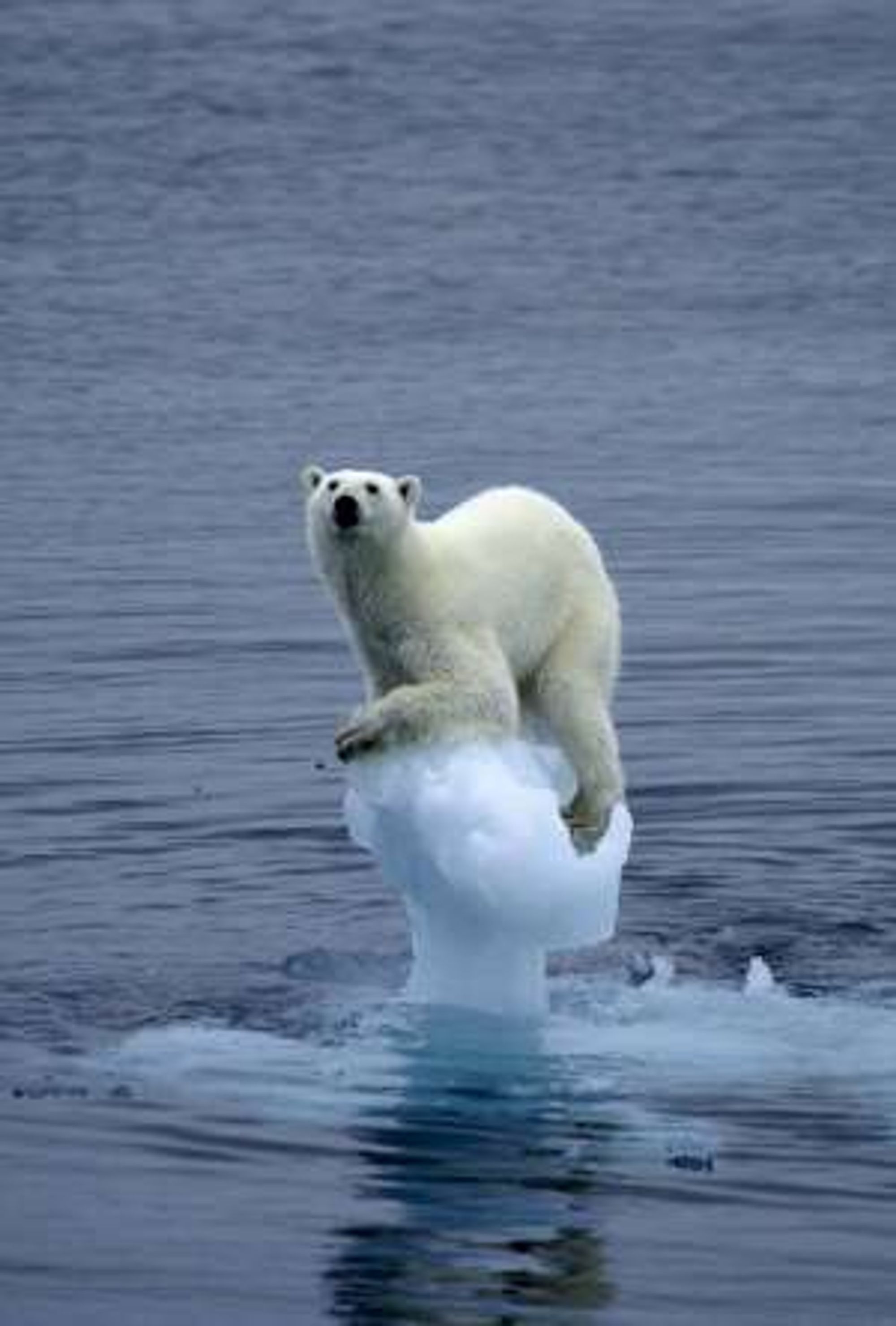 Foto: Arne Nævra / Shell Wildlife Photographer of the Year