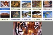 Les Programtips: XnView