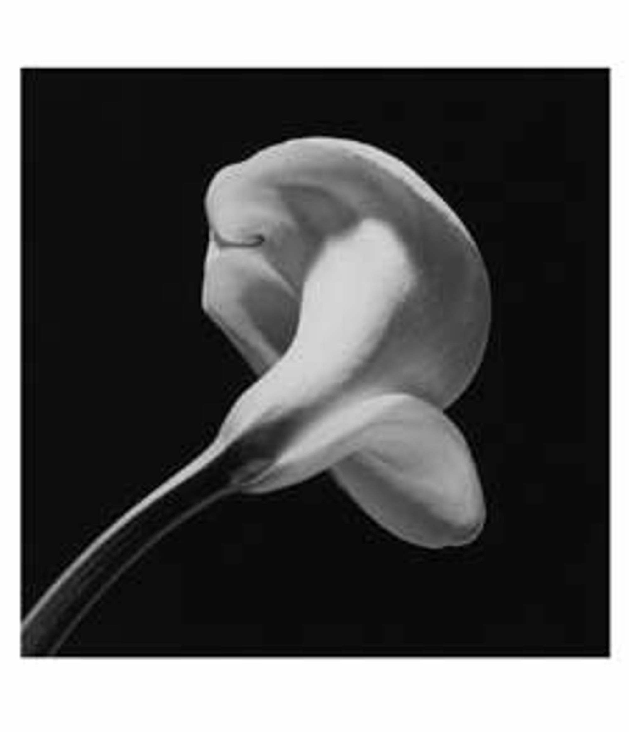 Foto: Robert Mapplethorpe