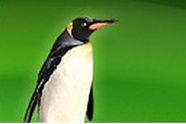 Nvidia oppdaterer Linux-driver
