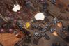 StarCraft II: Wings of Liberty