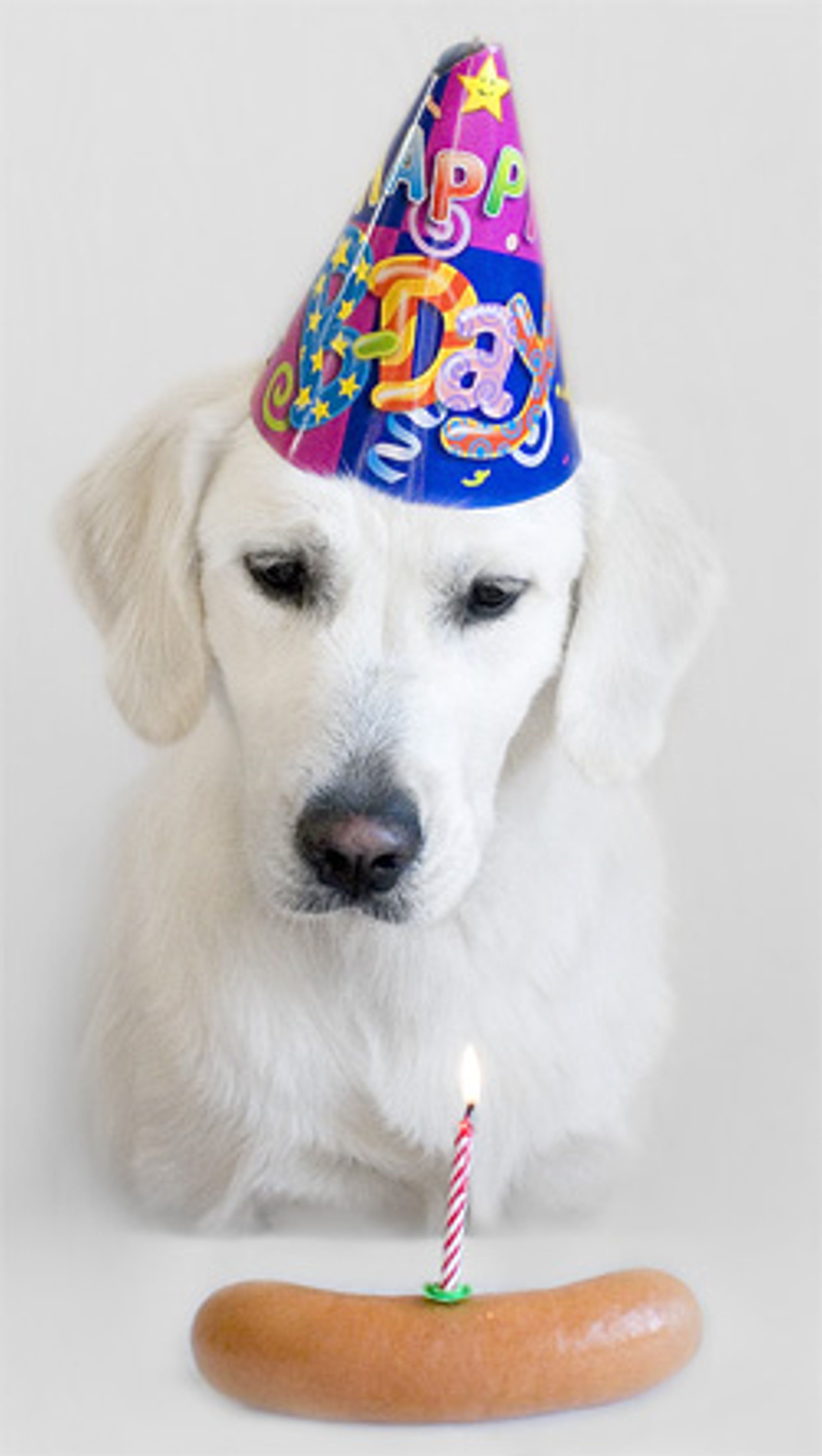 Tålmodig hund. (Foto: eitp)