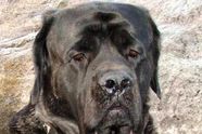 Mastiff lager HDPC - del 3