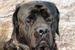 Les Mastiff lager HDPC - del 3