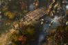 Diablo III