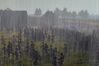 Empire: Total War