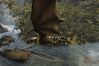 Divinity 2: Ego Draconis