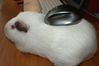 Microsoft Explorer Mini Mouse Bluetrack