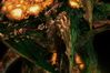 StarCraft II: Wings of Liberty