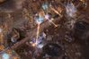 StarCraft II: Wings of Liberty