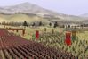 Rome: Total War