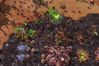 StarCraft II: Wings of Liberty