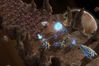 StarCraft II: Wings of Liberty