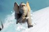 Horton redder en hvem! / Alvin og gjengen