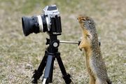 Les Hvorfor man bør fotografere med stativ