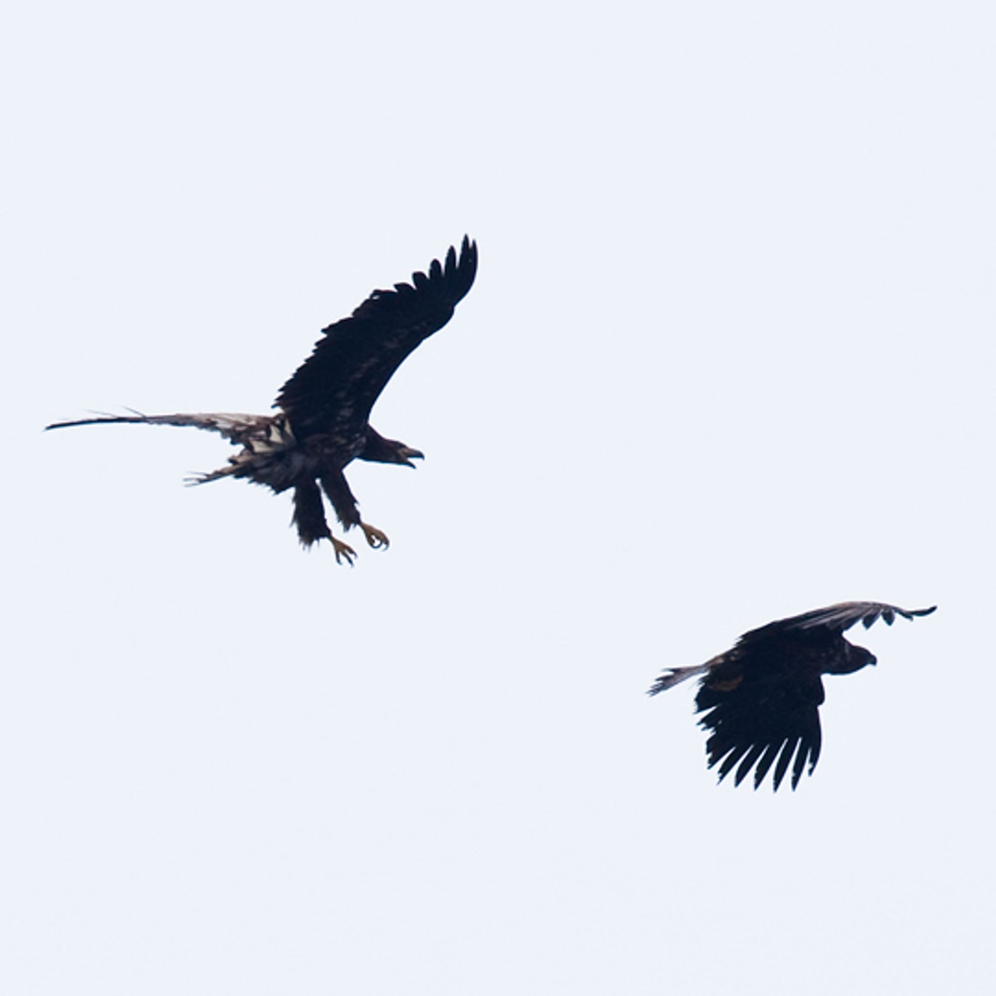 Havørn fotografert nedenfra blir ofte nesten bare silhuetter.