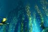 BioShock 2