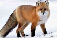 Firefox 3.5 Beta99 tilgjengelig