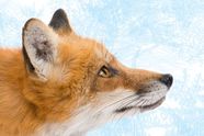 Firefox 4 klar om ett år