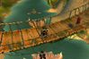 World of Warcraft
