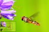 Ingressbilde