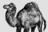 Perl oppdateres