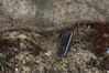 Nokia 3720 Classic