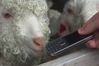 Nokia 3720 Classic