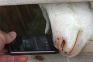 HTC-mobiler får 