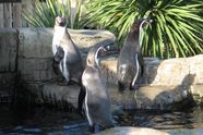 Linux blir sikrere