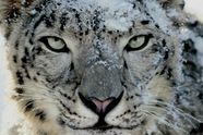 Snøleoparden blir raskere