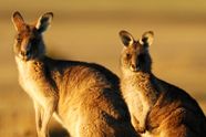 Wallaby sniker inn Flash