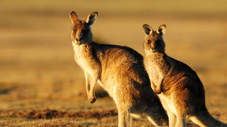 Wallaby sniker inn Flash