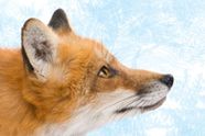 Firefox får kraftig overhaling