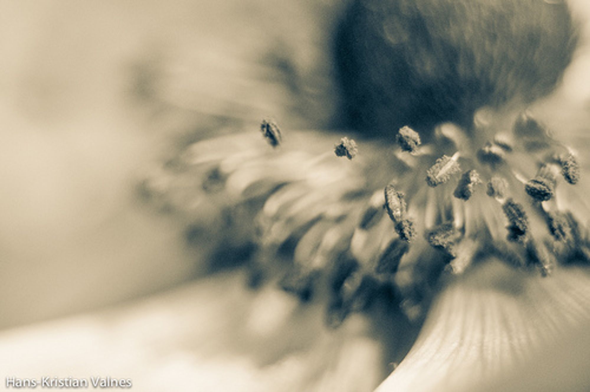 Foto: Natrich