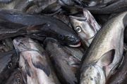 Les App sjekker om fisken er fersk