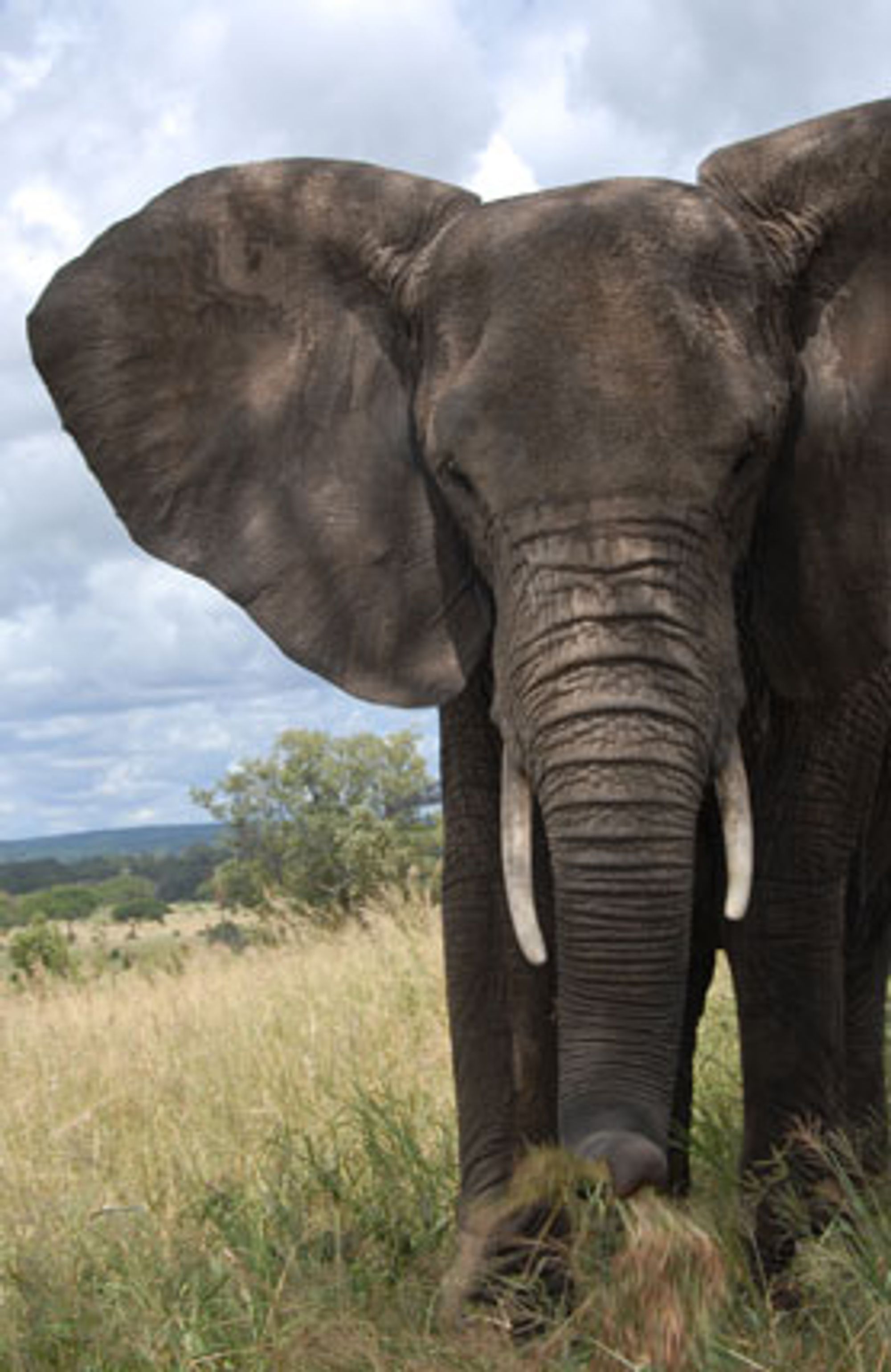 Familiesafari i Afrika
